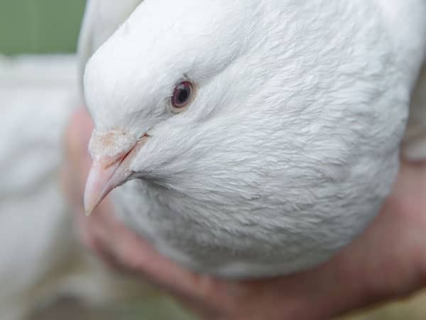 Witte duif bij uitvaart