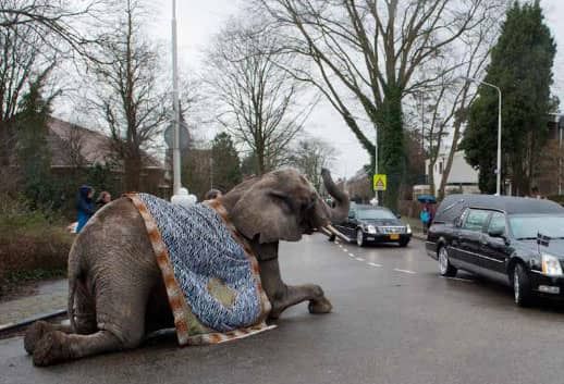 Olifant bij uitvaart