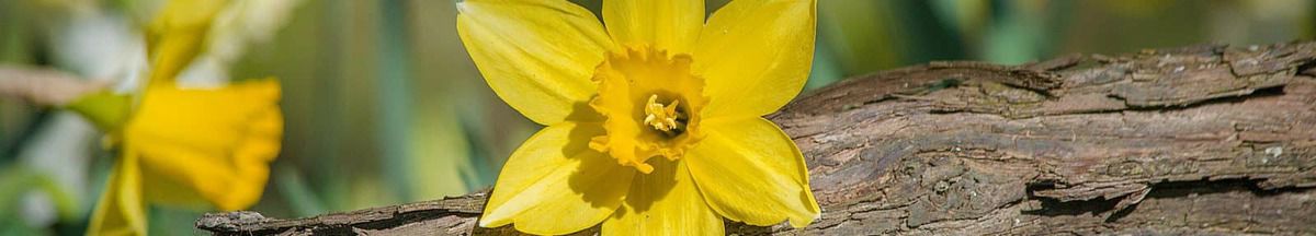 Narcis als zonnetje in huis