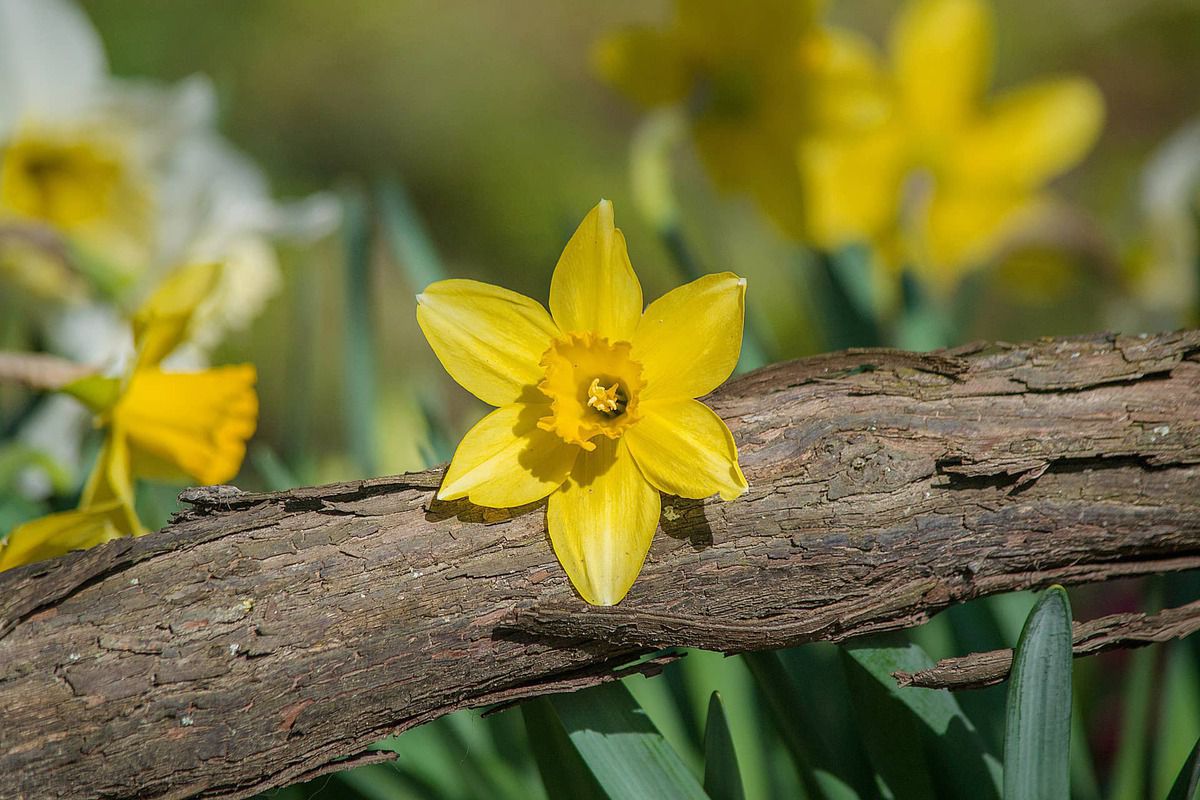 Narcis als zonnetje in huis