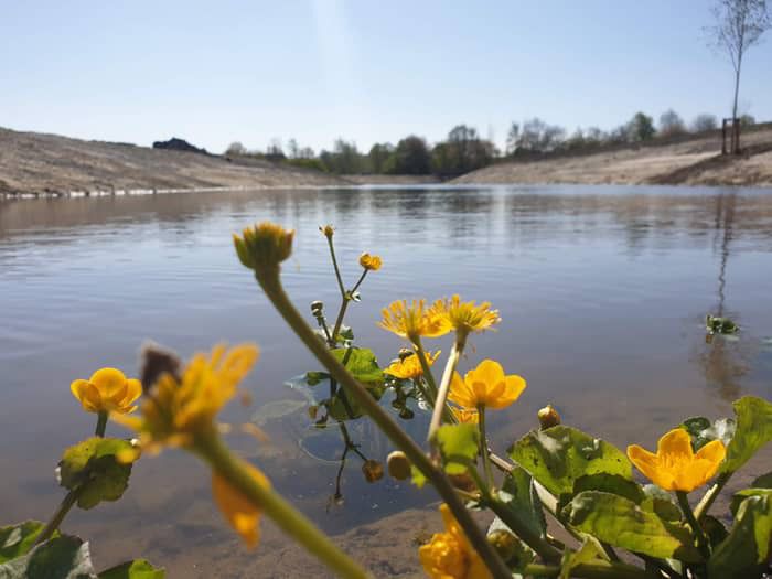 Dotterbloem - Moerasbeplanting Natuurbegraafplaats Geestmerloo