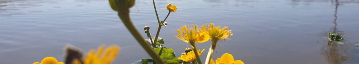 Dotterbloem - Moerasbeplanting Natuurbegraafplaats Geestmerloo