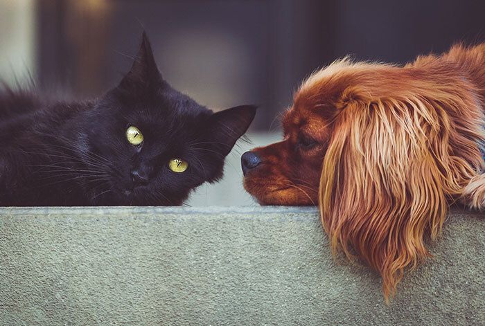 Kat en hond afscheid laten nemen van baasje?