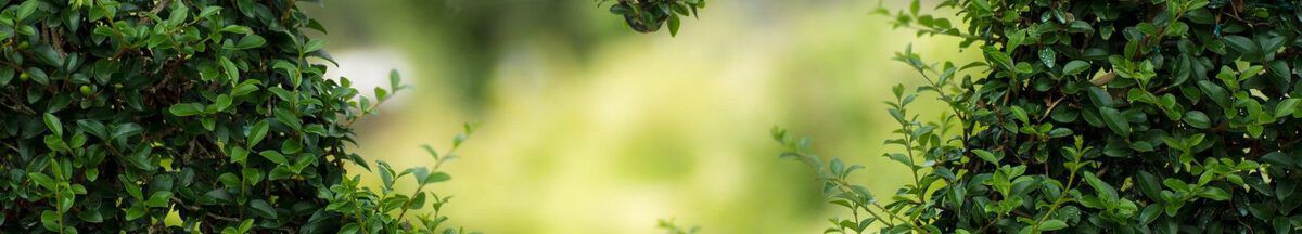 Belangstelling voor natuurbegraven