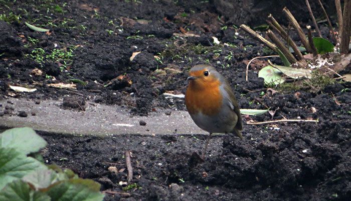 Roodborst scharrelt en fladdert door de tuin - Marjori Hong