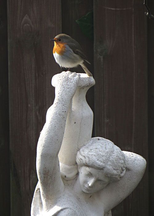 Roodborst staat op tuinbeeld