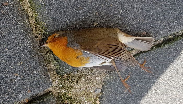 Dood Roodborstje in de tuin - Marjori Hong