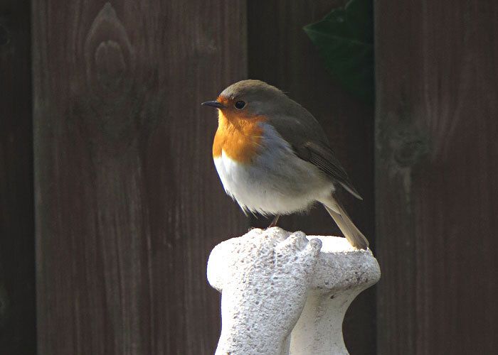 Roodborst - De kleine boodschapper - Gefladder.nl