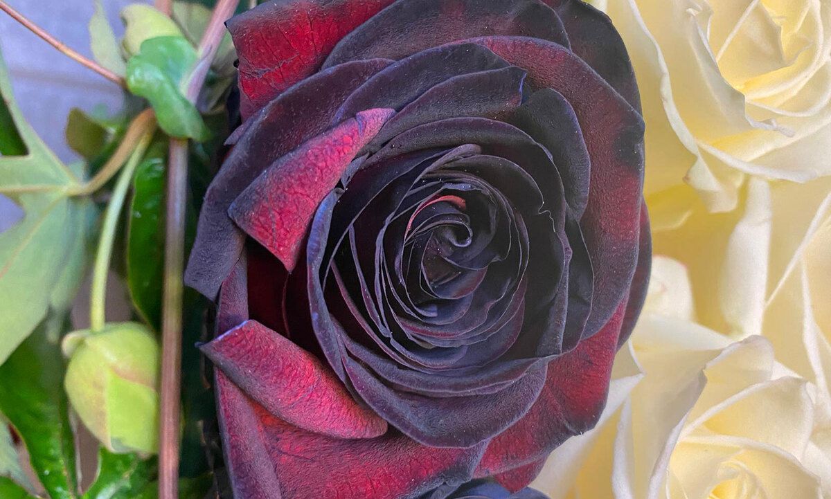 Zwarte roos in rouwboeket Jan Gladon