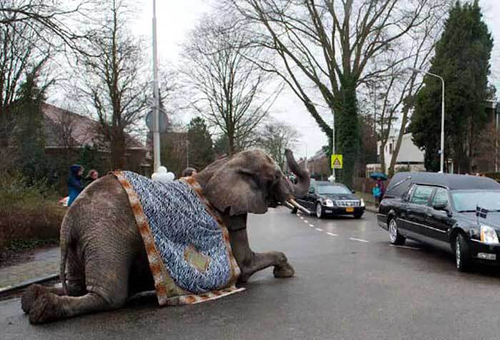 Een olifant bij de uitvaart - Foto: Arjen Vos