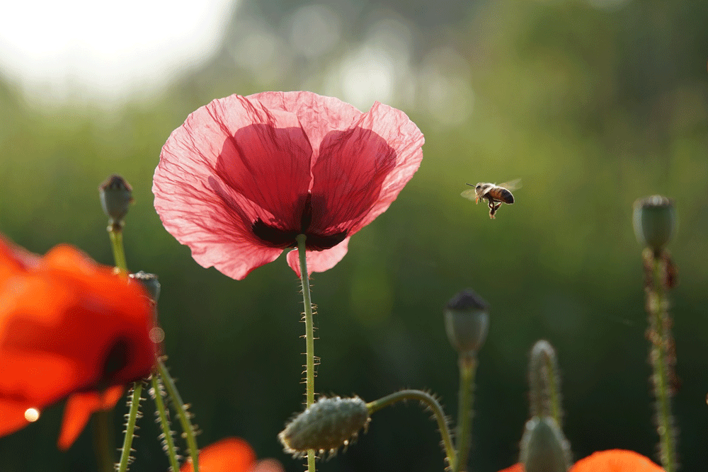 Ook de bij blij met Natuurbegraafplaats Geestmerloo