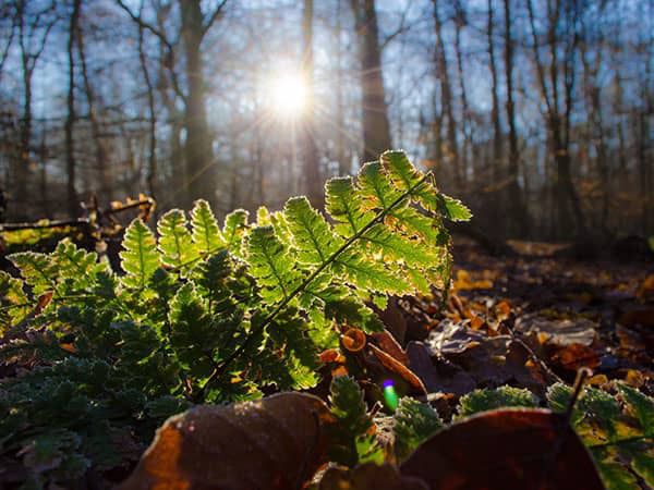 Natuur