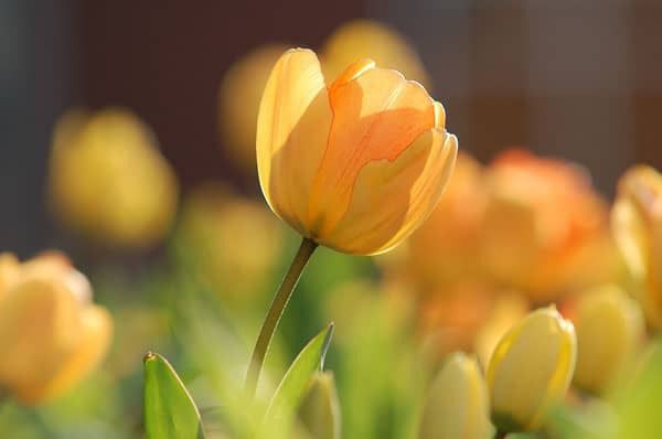 Gele tulp - Van der Putten & Dunweg Uitvaartzorg, Duin- en Bollenstreek