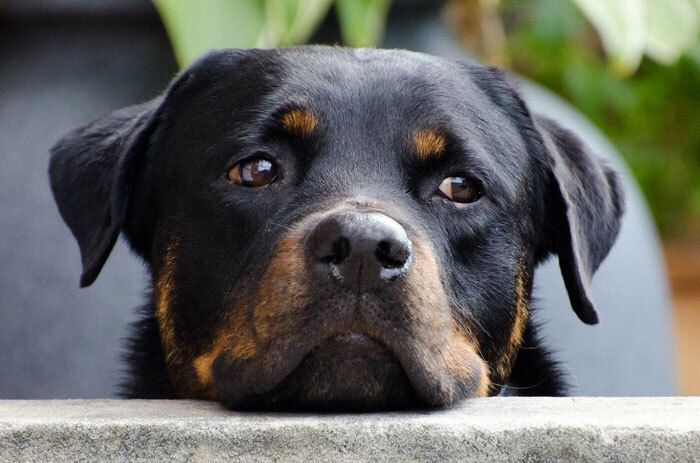 Ook een hond heeft verdriet