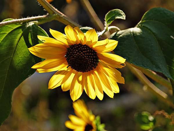 zonnebloem